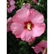 PlantaPro Hibscus Afrodita