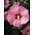PlantaPro Hibscus Afrodita