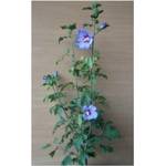 PlantaPro Hibscus Blue Bird