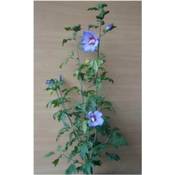 PlantaPro Hibscus Blue Bird Vergleich