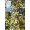 Plantapro Ilex aquifolium 'Rubricaulis Aurea'