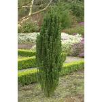 Plantapro Ilex crenata Fastigiata