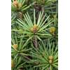 Plantapro Japanische Schirmtanne Beauty Green