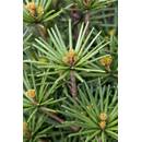 Plantapro Japanische Schirmtanne Beauty Green