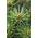 Plantapro Japanische Schirmtanne Beauty Green