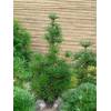 Plantapro Japanische Schirmtanne Sternschnuppe