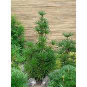 Plantapro Japanische Schirmtanne Sternschnuppe