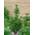 Plantapro Japanische Schirmtanne Sternschnuppe