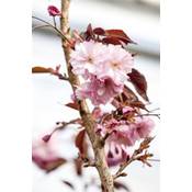 Plantapro Japanische Zierkirsche Royal Burgundy Vergleich