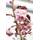 Plantapro Japanische Zierkirsche Royal Burgundy