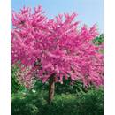 Plantapro Judasbaum Cercis siliquastrum