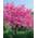 Plantapro Judasbaum Cercis siliquastrum