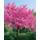 Plantapro Judasbaum Cercis siliquastrum
