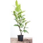 Plantapro Kaukasischer Kirschlorbeer