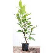 Plantapro Kaukasischer Kirschlorbeer Vergleich