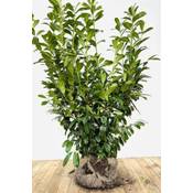 Plantapro Kirschlorbeer Novita Vergleich