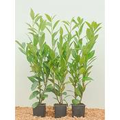 PlantaPro Kirschlorbeer
