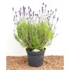 PlantaPro Lavendel Angustifolia