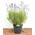 PlantaPro Lavendel Angustifolia