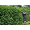 Plantapro Ligustrum vulgare Atrovirens