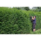 Plantapro Ligustrum vulgare Atrovirens