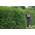 Plantapro Ligustrum vulgare Atrovirens