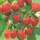 PlantaPro Malling Promise