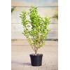 Plantapro ovalblättriger Liguster