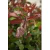 Plantapro Photinia fraseri 'Camilvy'