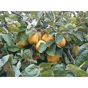 Plantapro Portugiesische Birnenquitte