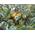 Plantapro Portugiesische Birnenquitte