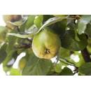 Plantapro Quittenbaum