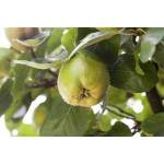 Plantapro Quittenbaum