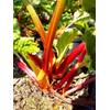 Plantapro Rhabarber-Pflanze