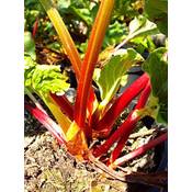 Plantapro Rhabarber-Pflanze