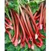 Plantapro Rheum rhabarbarum Red Champagne