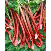 Plantapro Rheum rhabarbarum Red Champagne