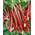 Plantapro Rheum rhabarbarum Red Champagne
