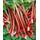 Plantapro Rheum rhabarbarum Red Champagne