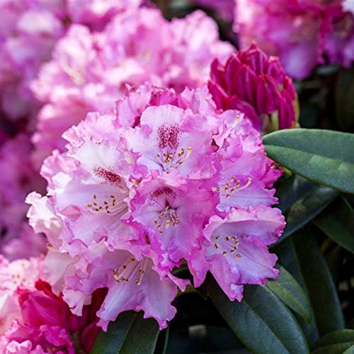 rhododendron wespen Rhododendron 'Wee Bee' main image 1
