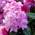 Plantapro Rhododendron Arabella