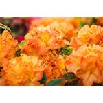 Plantapro Rhododendron Gibraltar