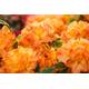 Plantapro Rhododendron Gibraltar Vergleich