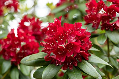 rhododendron dark lord Rhododendron, Dark Lord Rhododendron main image 1