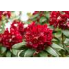 Plantapro Rhododendron rot