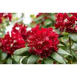 Rhododendron Rot