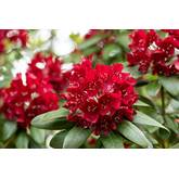 rhododendron high Catawba Rhododendron In the High Country- GSM