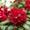 Rhododendron Rot
