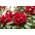 Plantapro Rhododendron rot