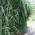 Plantapro Riesen Chinaschilf
